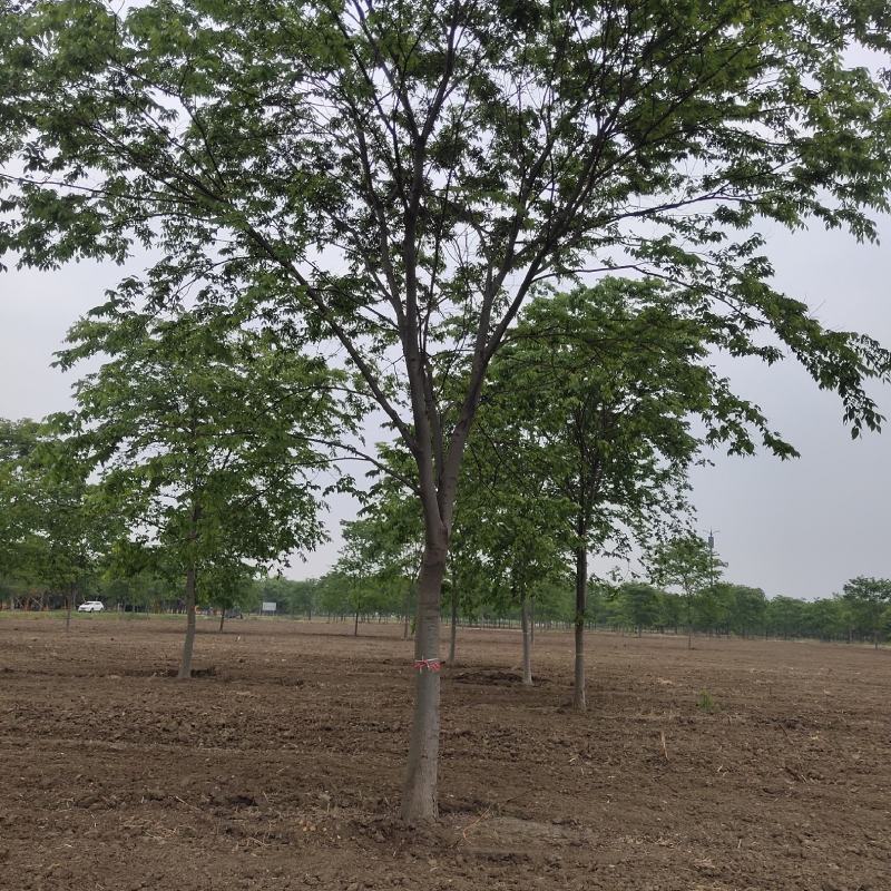 榉树苗绿化苗木庭院室外工程园林榉树大树苗风景树苗大型榉树