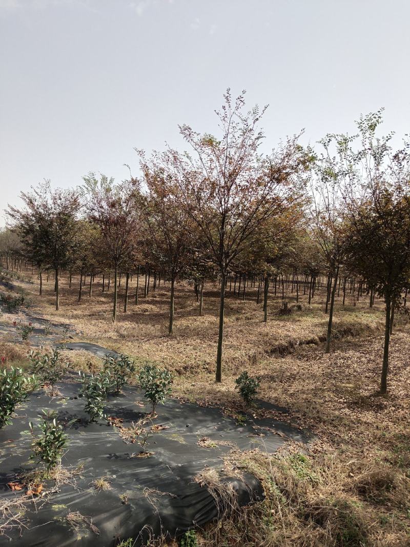 榉树苗绿化苗木庭院室外工程园林榉树大树苗风景树苗大型榉树