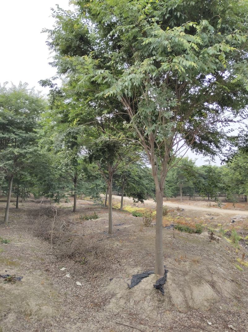 榉树苗绿化苗木庭院室外工程园林榉树大树苗风景树苗大型榉树