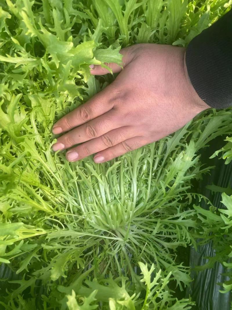 精品苦菊