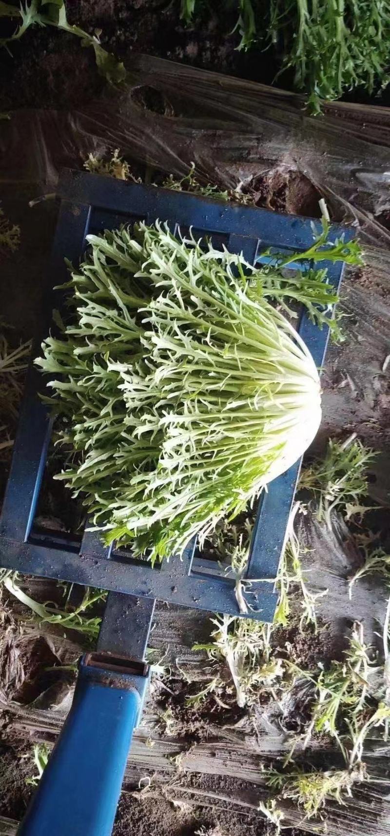 精品苦菊
