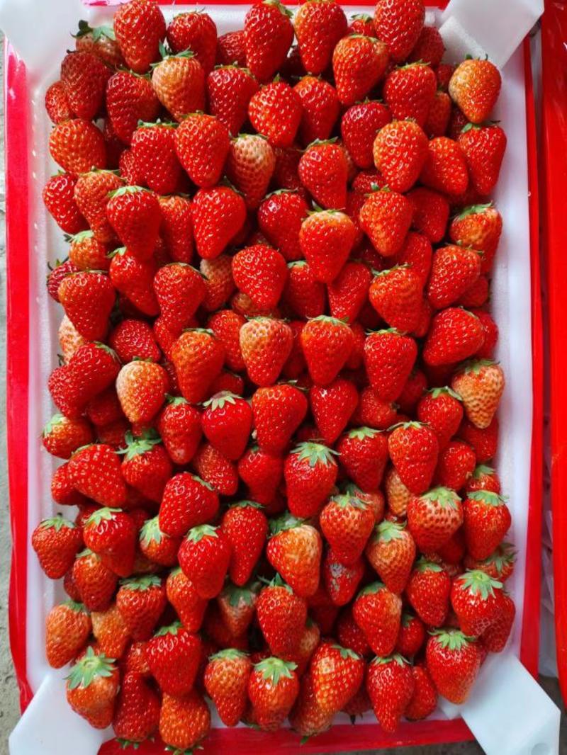 红颜草莓，基地直发，口感好，耐运输，价格便宜，欢迎采购