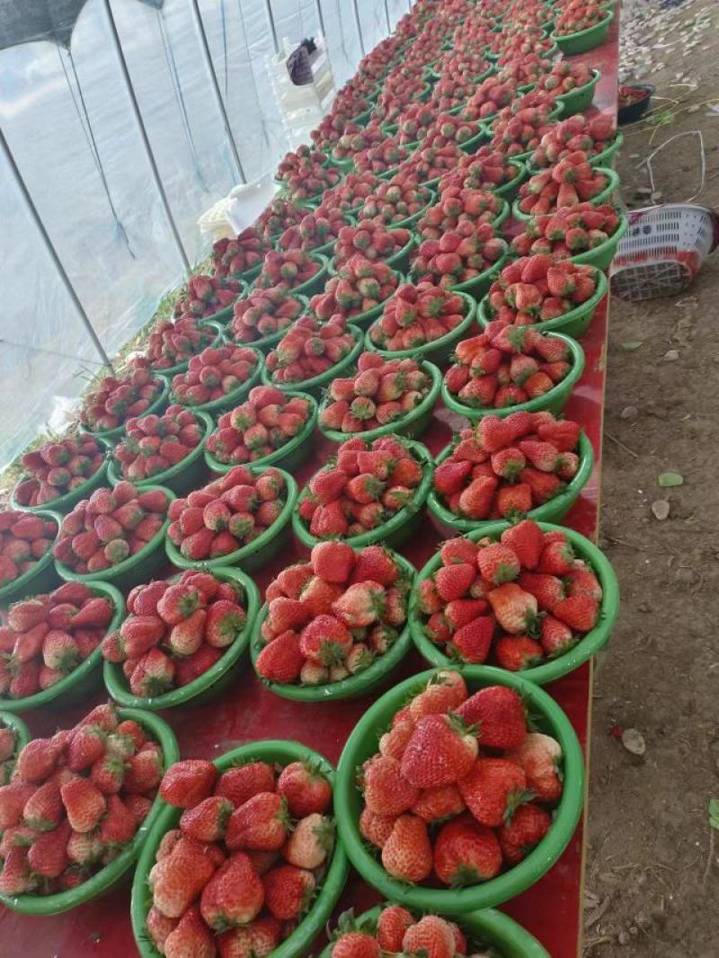 红颜草莓，基地直发，口感好，耐运输，价格便宜，欢迎采购