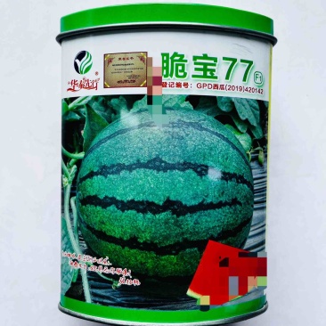 西瓜种子脆宝77早熟西瓜品种圆形红瓤品种种子