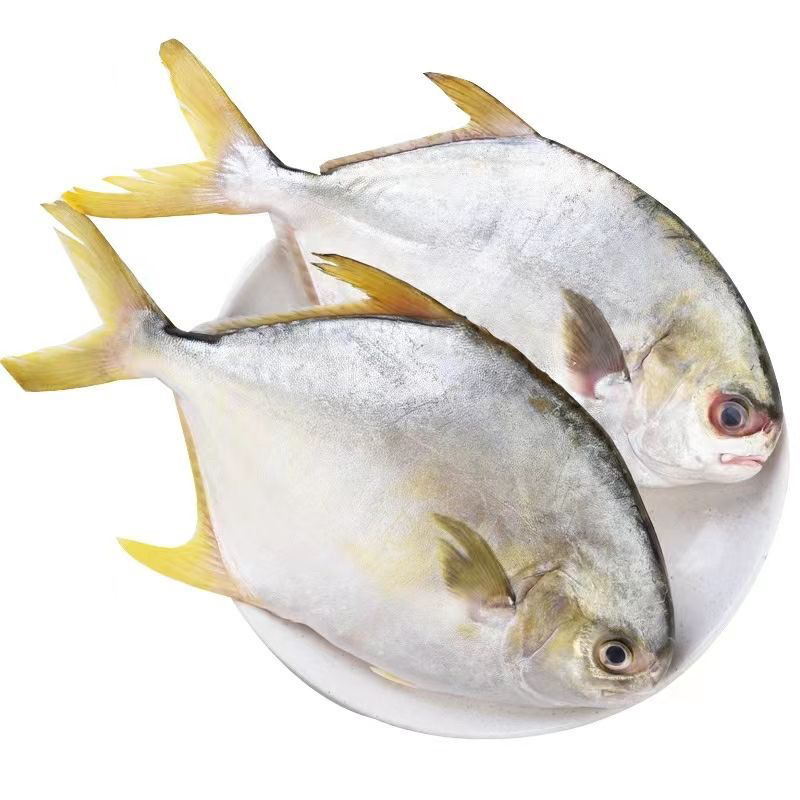 金鲳鱼400-500g电商一件代发