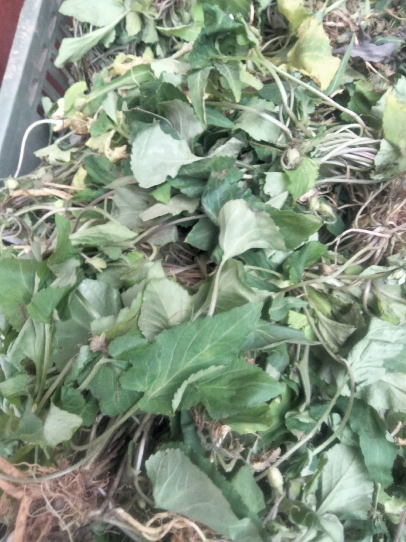 中药材新鲜紫花地丁干货紫花地丁犁头草药用紫花地丁