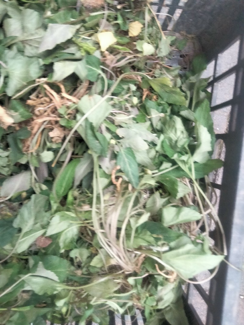 中药材新鲜紫花地丁干货紫花地丁犁头草药用紫花地丁