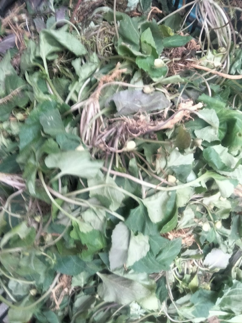 中药材新鲜紫花地丁干货紫花地丁犁头草药用紫花地丁