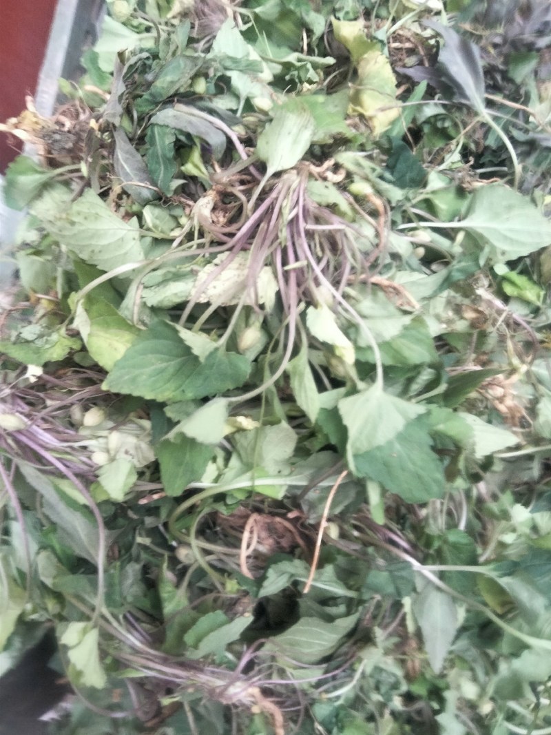 中药材新鲜紫花地丁干货紫花地丁犁头草药用紫花地丁