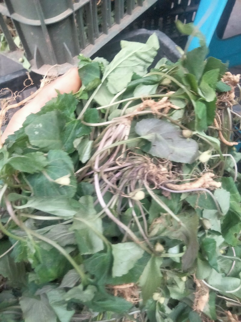 中药材新鲜紫花地丁干货紫花地丁犁头草药用紫花地丁