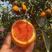 中华红橙血橙产地大量销售中，口感甜多汁，入口化渣对接电商
