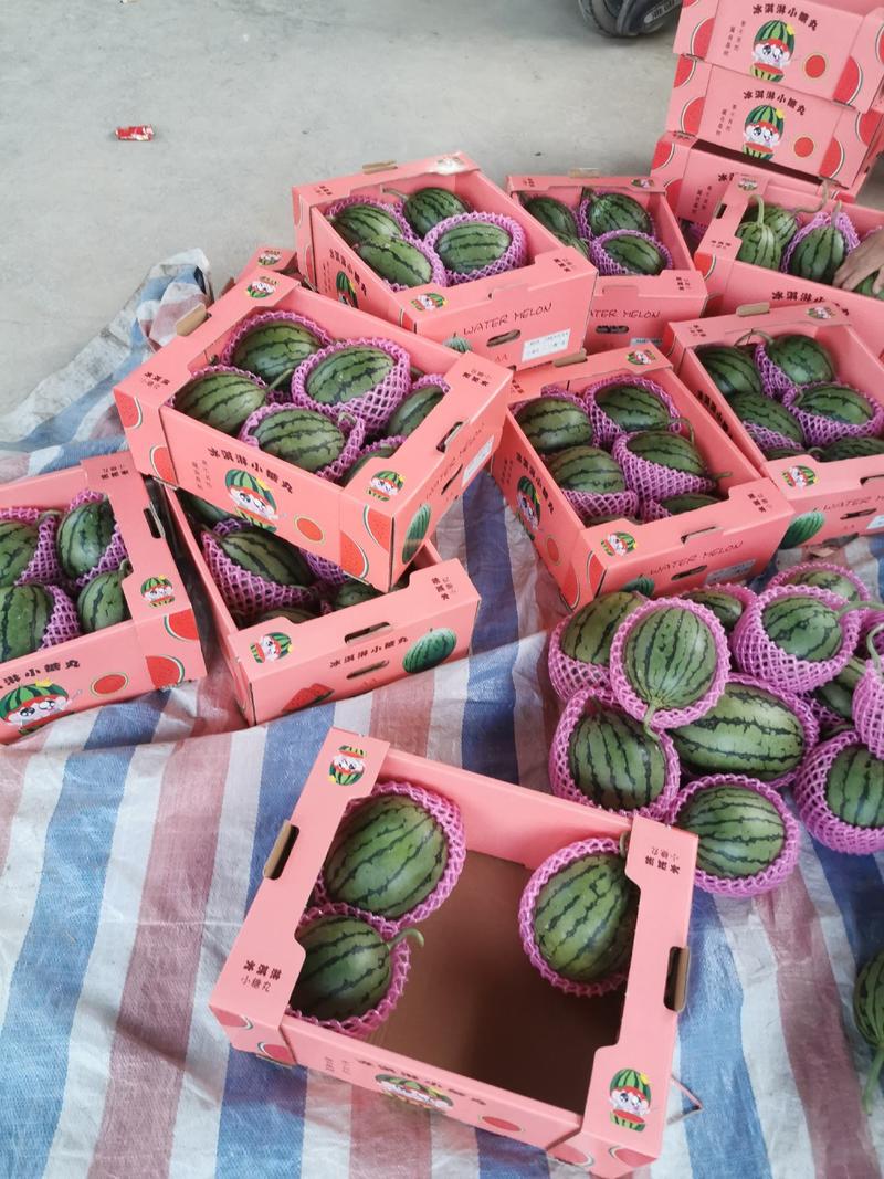 早春红玉西瓜，大量上市，产地直销，货源充足，保质保量。