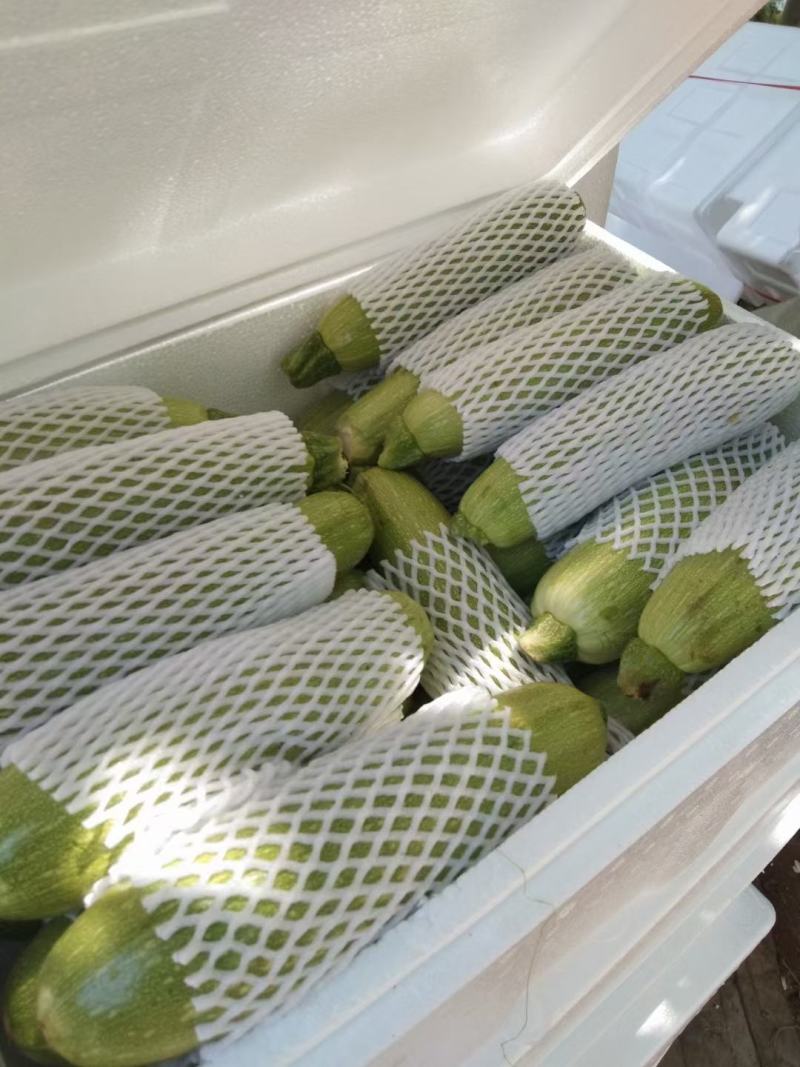 精品西葫芦大量上市，艳色鲜亮绿