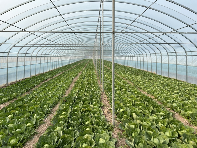 不同甘蓝类蔬菜种植基地实景图