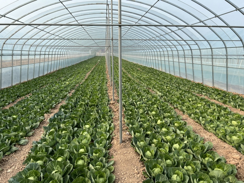 现代化蔬菜基地中的圆包菜丰产实景:植株健壮、球形均匀、着色一致、无病斑虫孔,反映优良品种与科学栽培共同塑造的稳定、高产、优质的综合包菜特点 田间丰收场景:阳光下的规模化圆包菜种植基地,整齐排列的植株上挂满青翠圆润的包菜球,叶片舒展健康,土壤湿润疏松,远处可见农人正在采收,展现良好生长状态与标准化生产管理