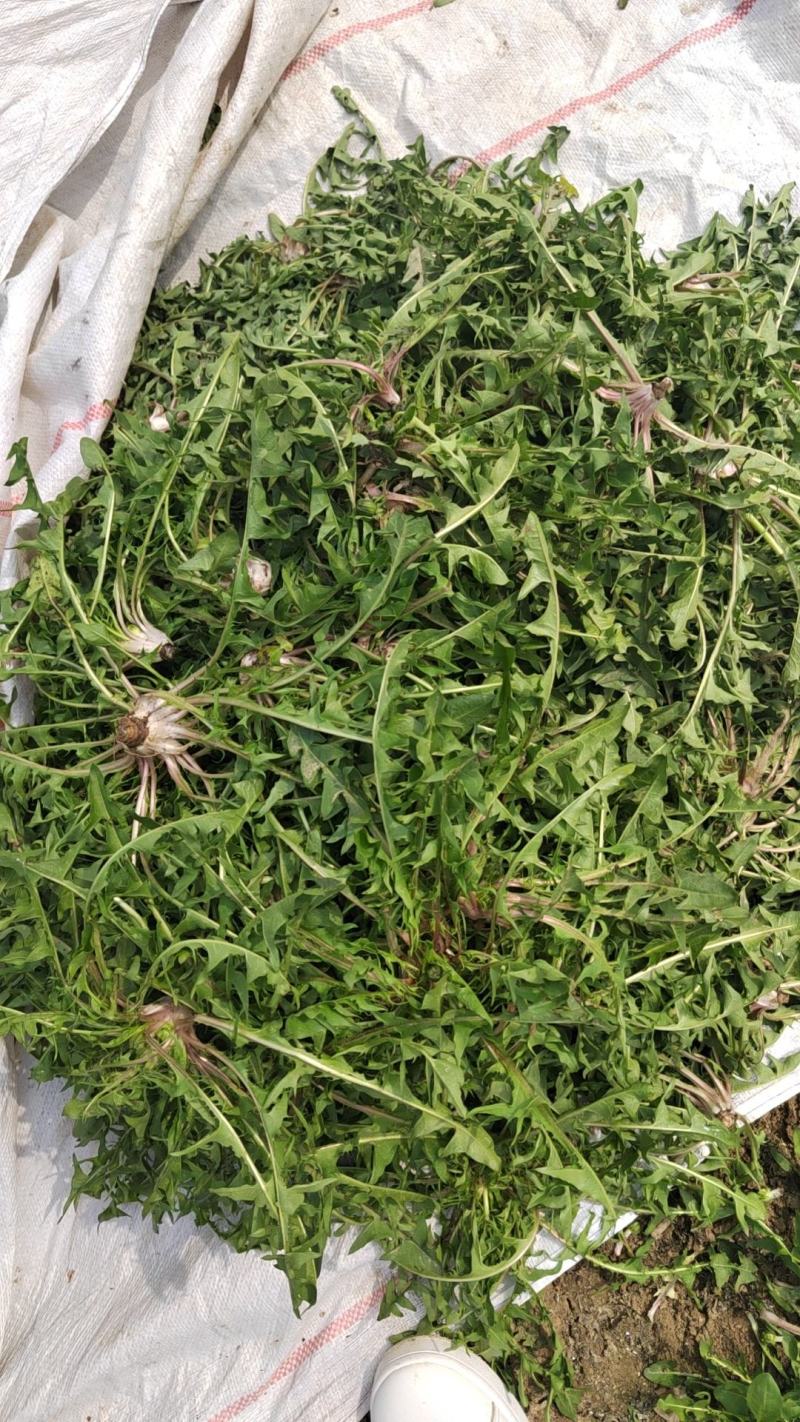 【牛商推荐】新鲜野生蒲公英，产地现挖现发货品质好价格美丽