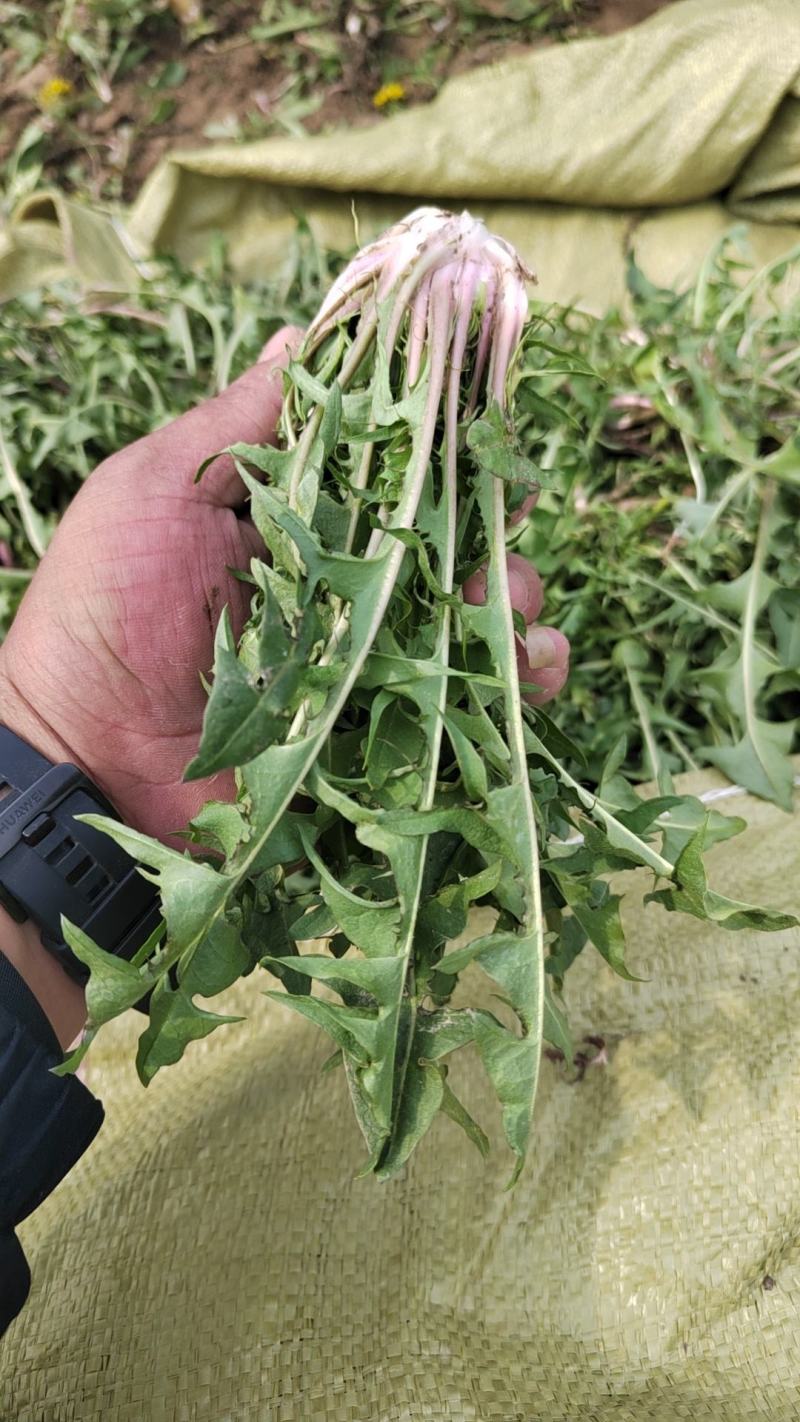 【牛商推荐】新鲜野生蒲公英，产地现挖现发货品质好价格美丽