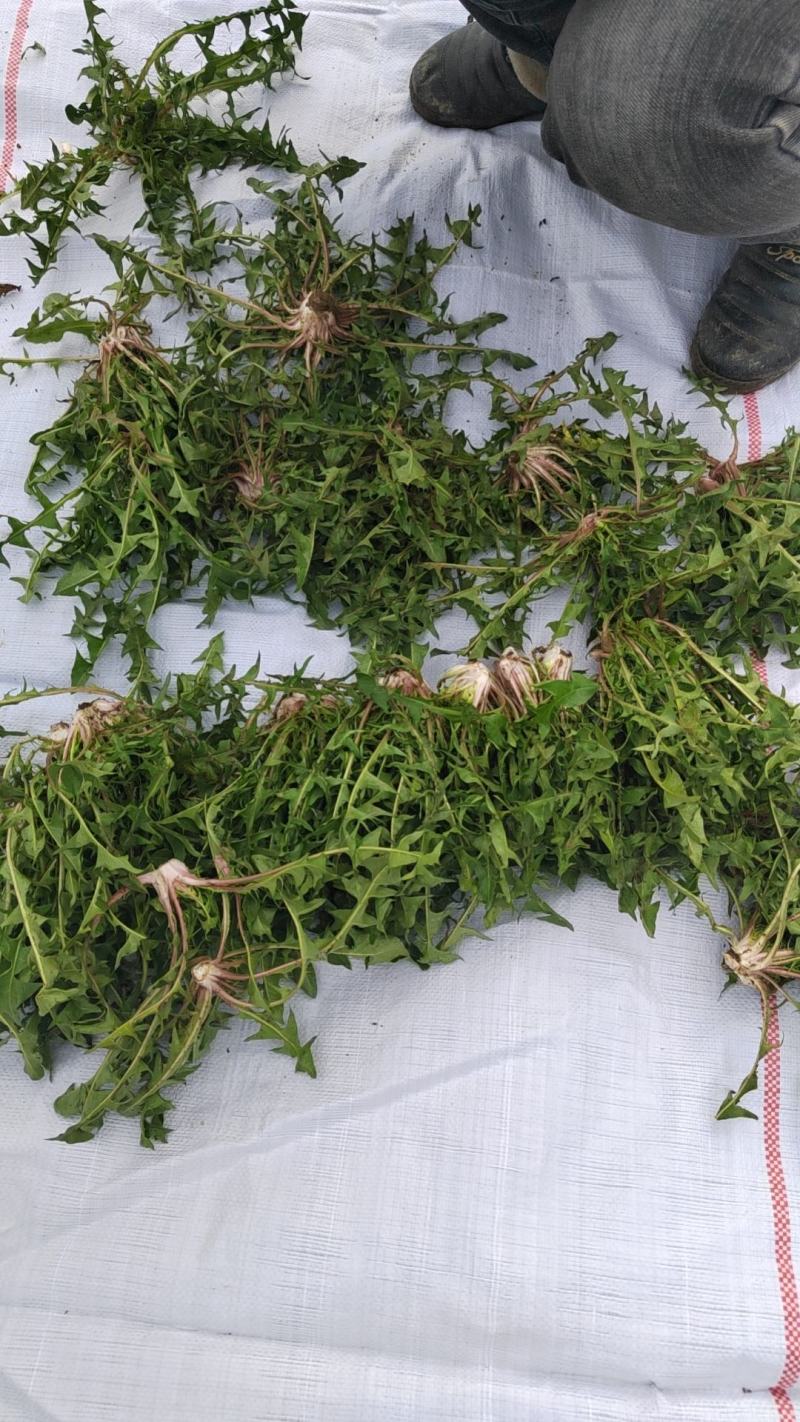 【牛商推荐】新鲜野生蒲公英，产地现挖现发货品质好价格美丽