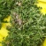 【牛商推荐】新鲜野生蒲公英，产地现挖现发货品质好价格美丽
