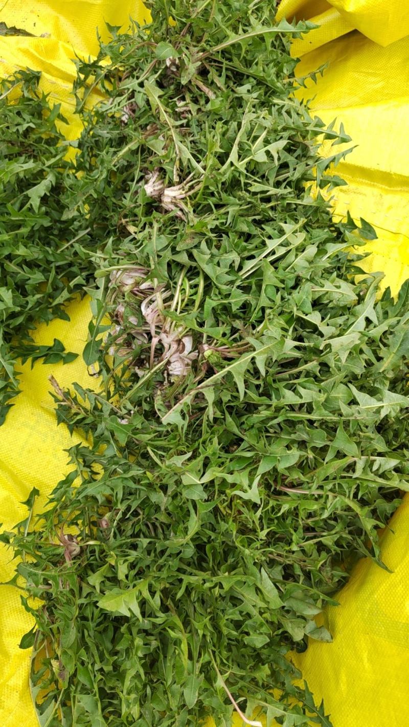 【牛商推荐】新鲜野生蒲公英，产地现挖现发货品质好价格美丽