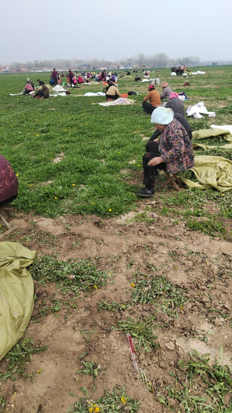 【牛商推荐】新鲜野生蒲公英，产地现挖现发货品质好价格美丽