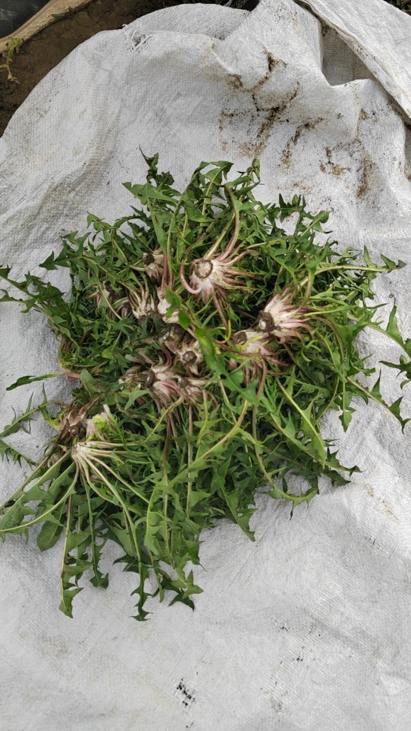 【牛商推荐】新鲜野生蒲公英，产地现挖现发货品质好价格美丽