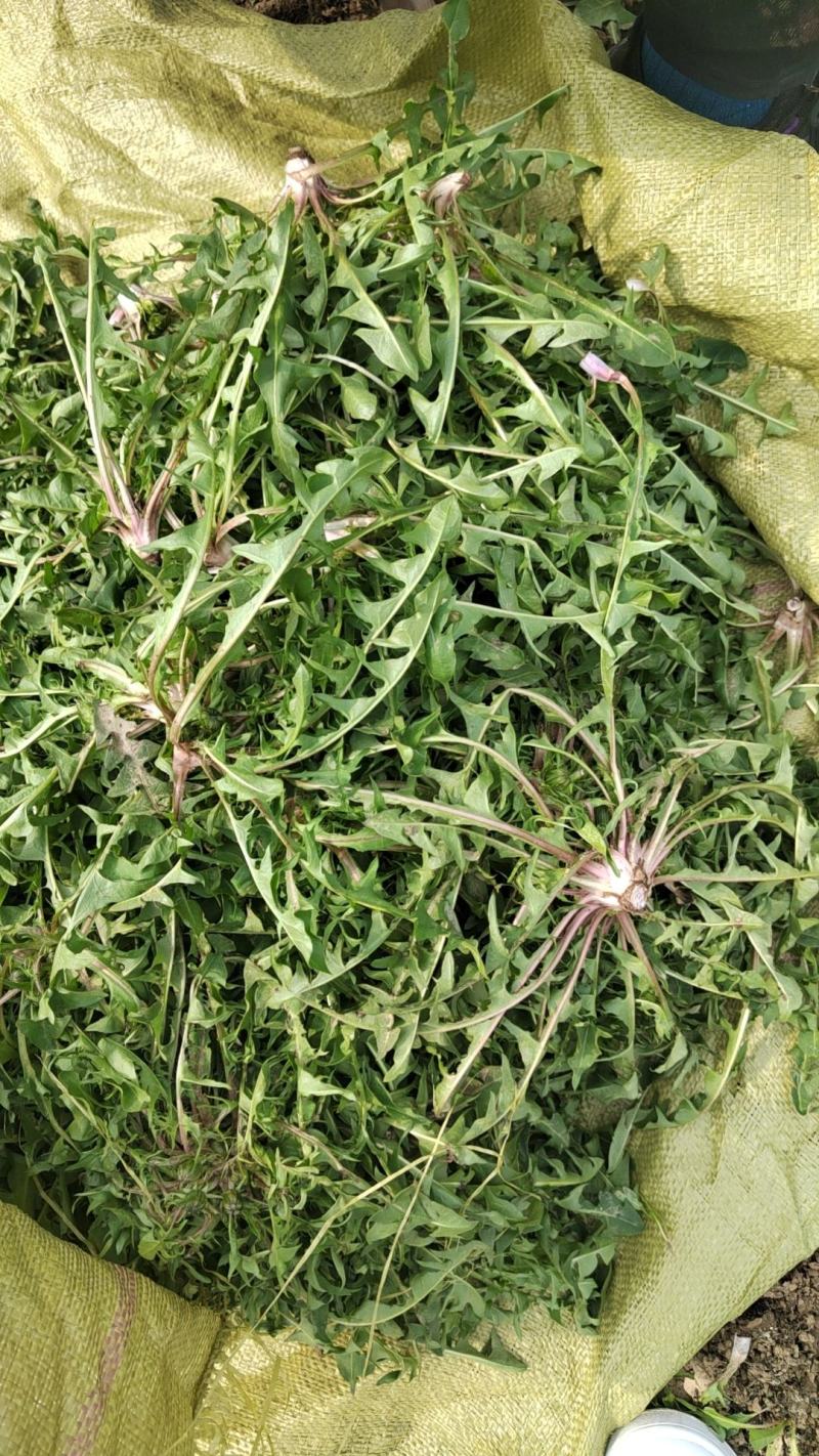 【牛商推荐】新鲜野生蒲公英，产地现挖现发货品质好价格美丽