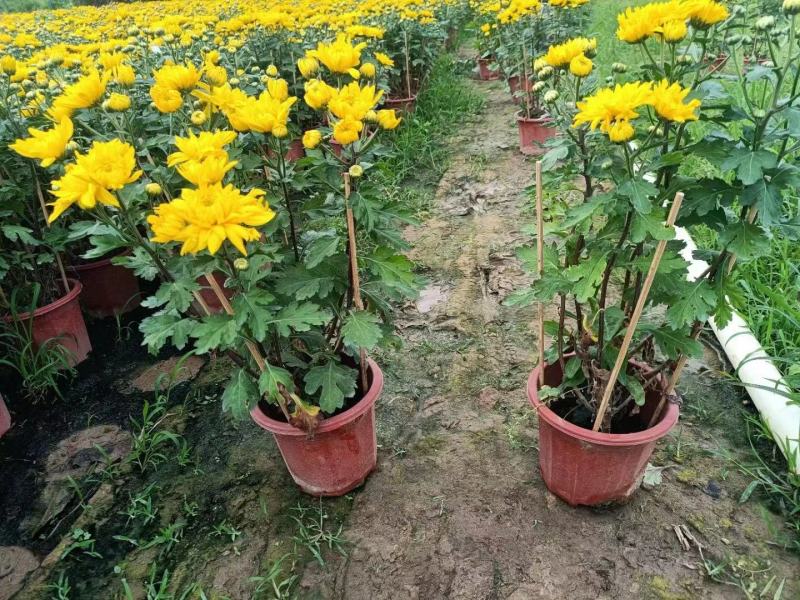 230#黄菊清明菊黄菊花一箱15盆12元一盆需要的联系我