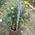 230#黄菊清明菊黄菊花一箱15盆12元一盆需要的联系我