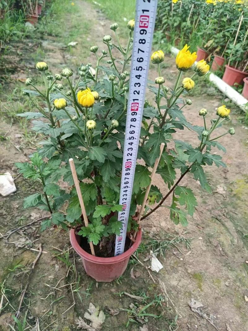 230#黄菊清明菊黄菊花一箱15盆12元一盆需要的联系我