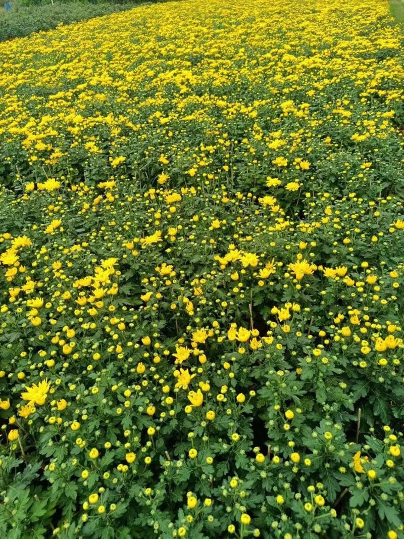 230#黄菊清明菊黄菊花一箱15盆12元一盆需要的联系我
