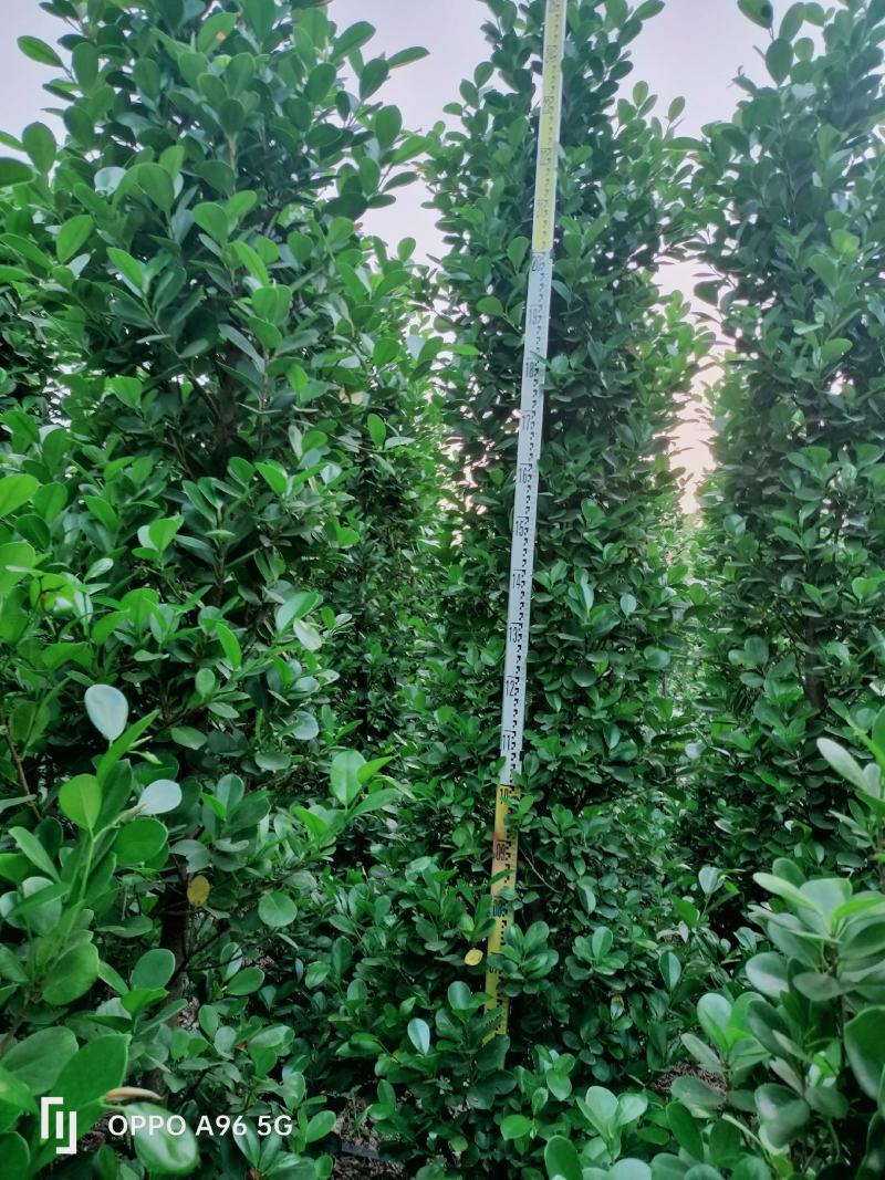 火山榕树苗