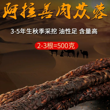 内蒙古阿拉善沙漠肉苁蓉大量上市货源充足