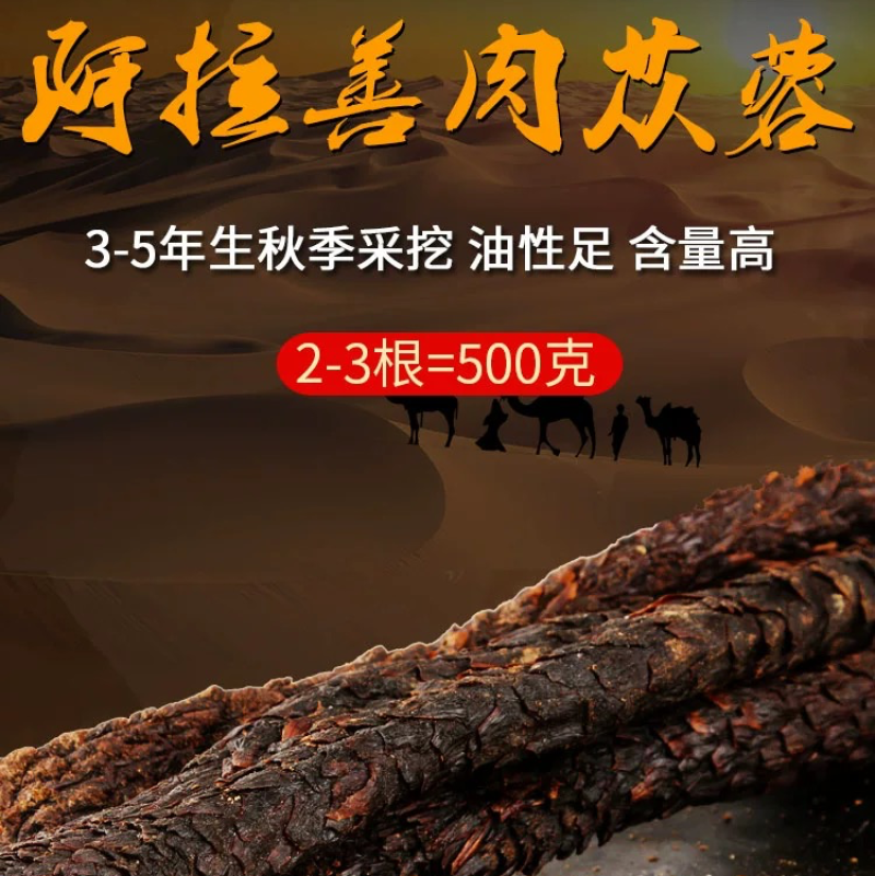 内蒙古阿拉善沙漠肉苁蓉大量上市货源充足