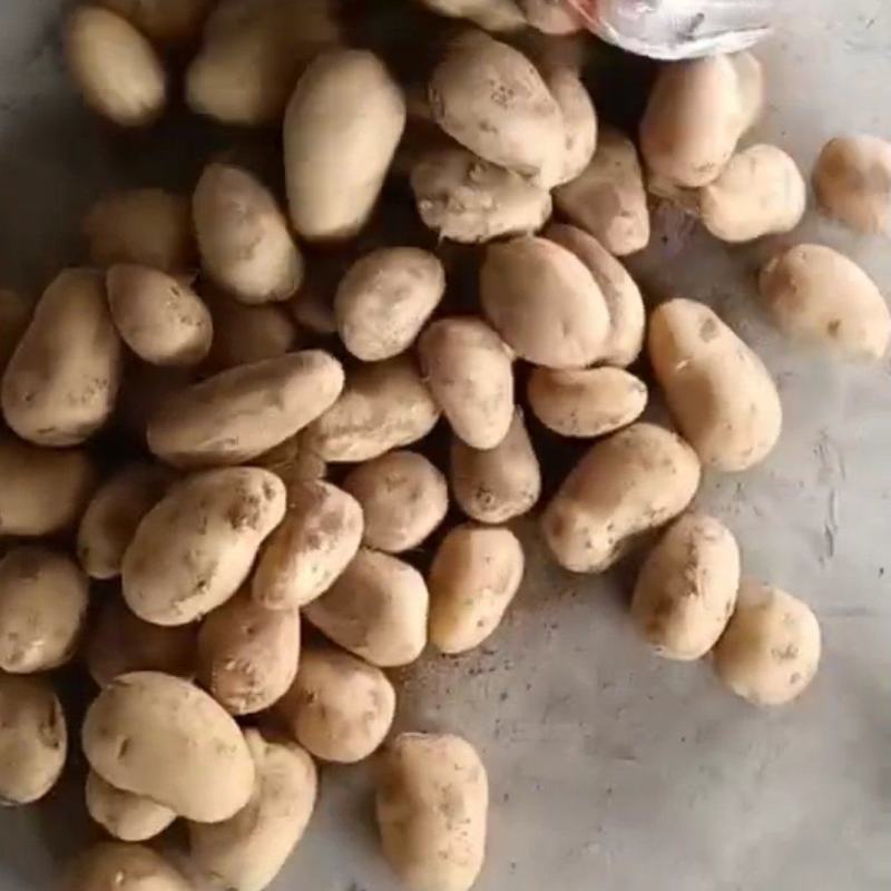 陕北土豆内蒙V7各种货源应有尽有需要的联系