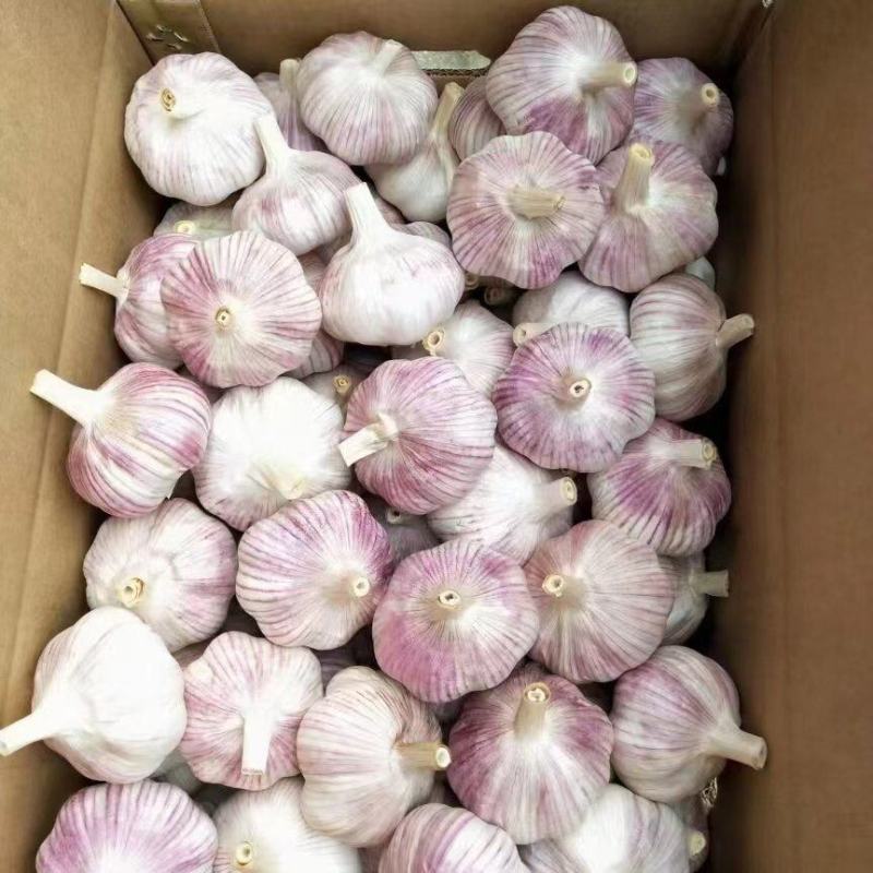 【精品】滕州紫皮大蒜产地大量现货直发质量保障欢迎致电