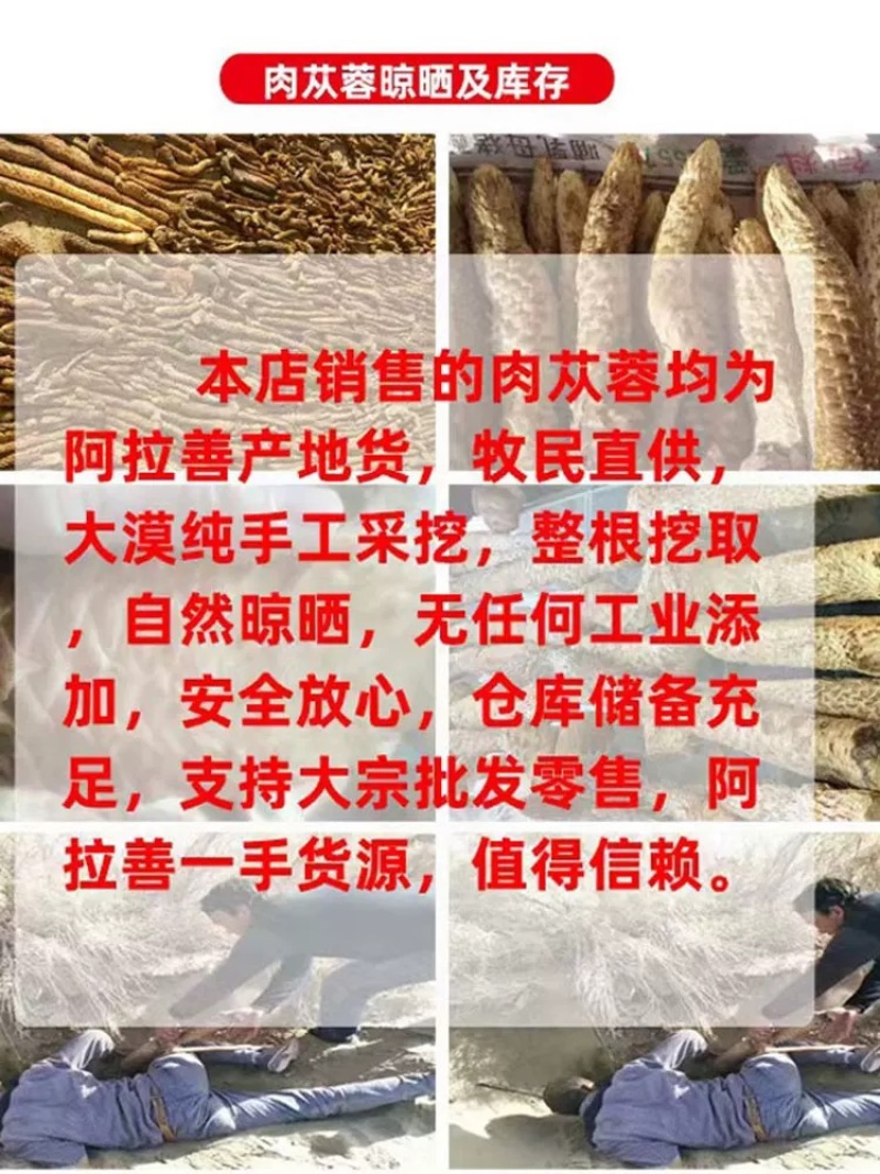 内蒙古阿拉善沙漠肉苁蓉大量上市货源充足