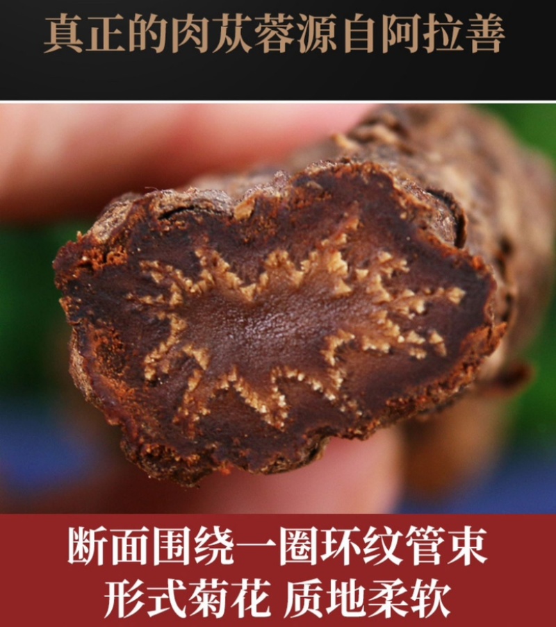 内蒙古阿拉善沙漠肉苁蓉大量上市货源充足