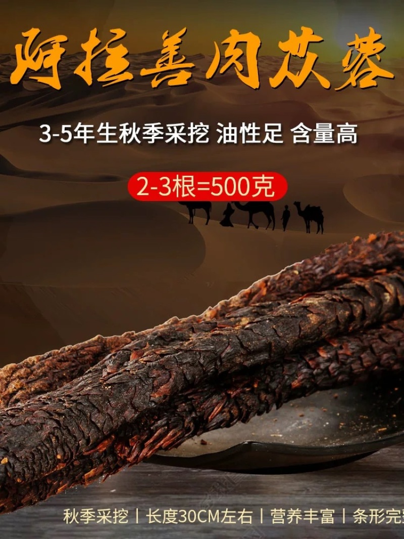 内蒙古阿拉善沙漠肉苁蓉大量上市货源充足