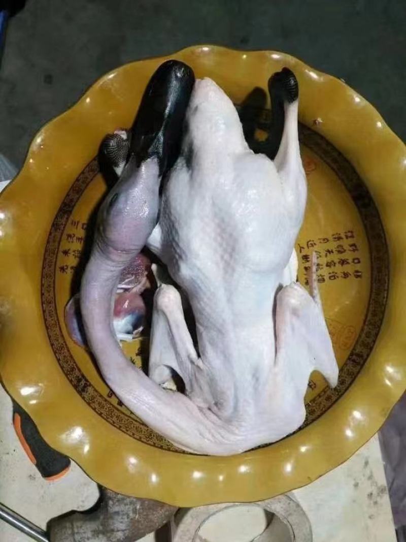黑嘴麻鸭白条，中年麻鸭，全净膛麻鸭，精品麻鸭，量大优惠