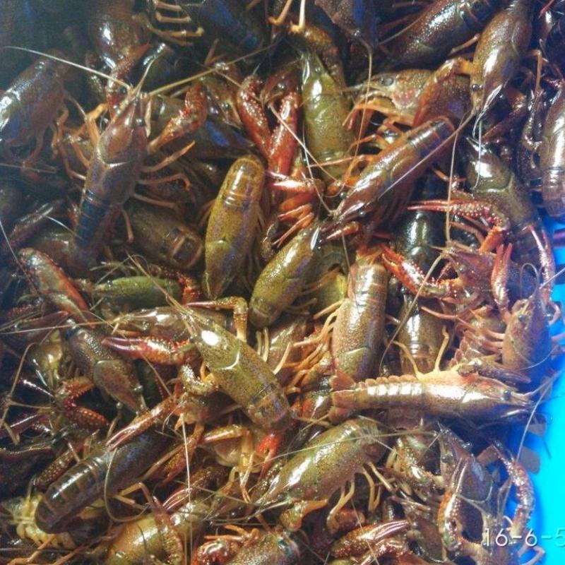 小龙虾食用活虾品类齐全货量充足洪湖湖虾干净