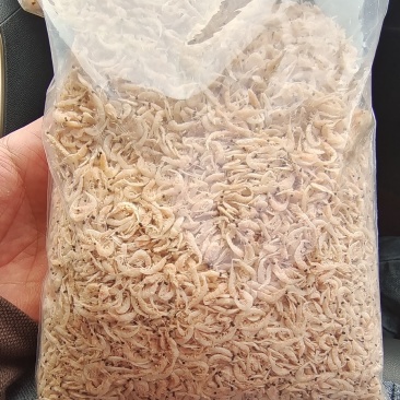 引子虾