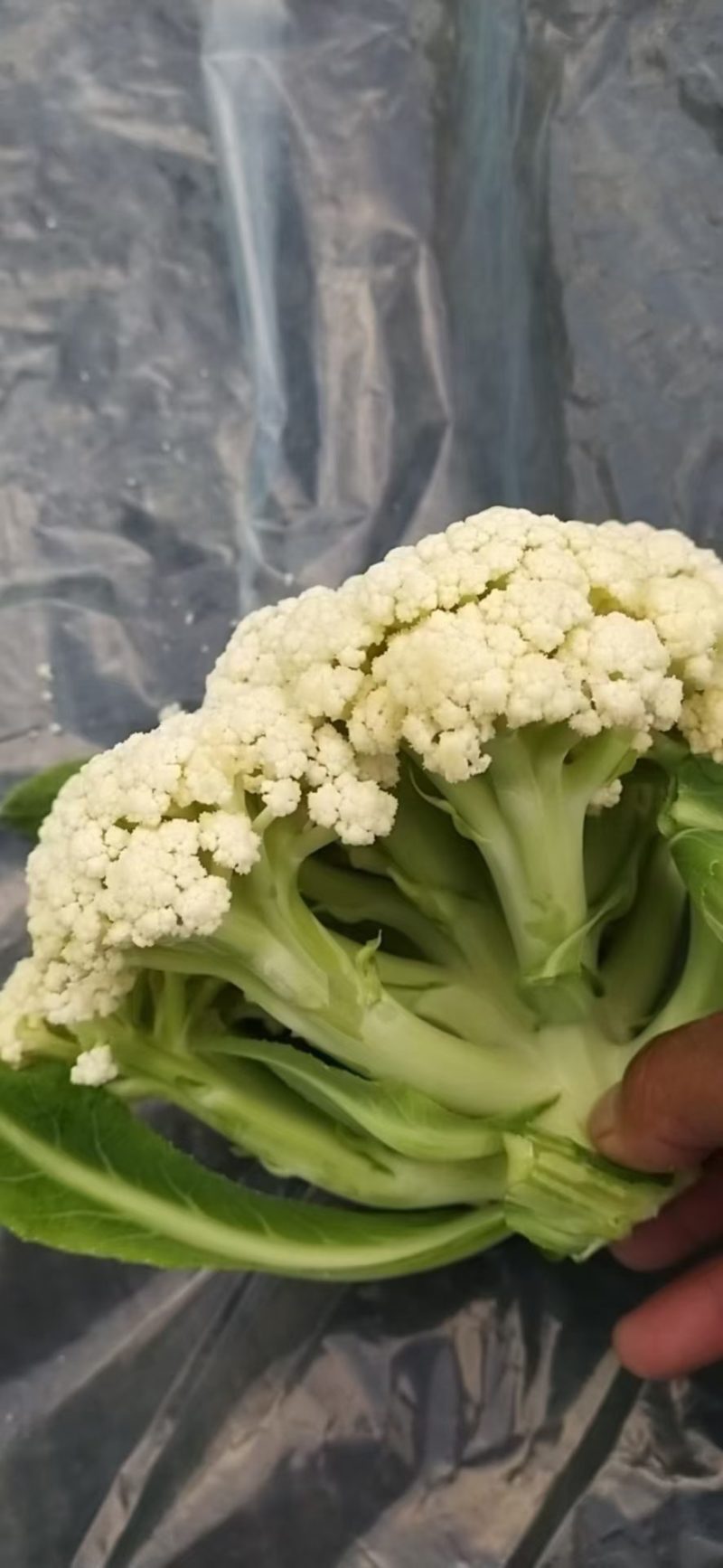 有机花菜
