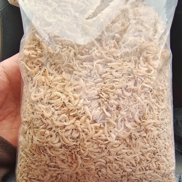 高品质引子虾
