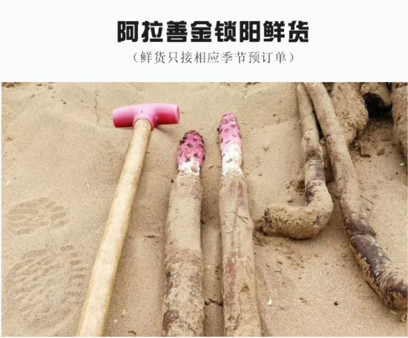 内蒙古阿拉善金锁阳大量上市货源充足