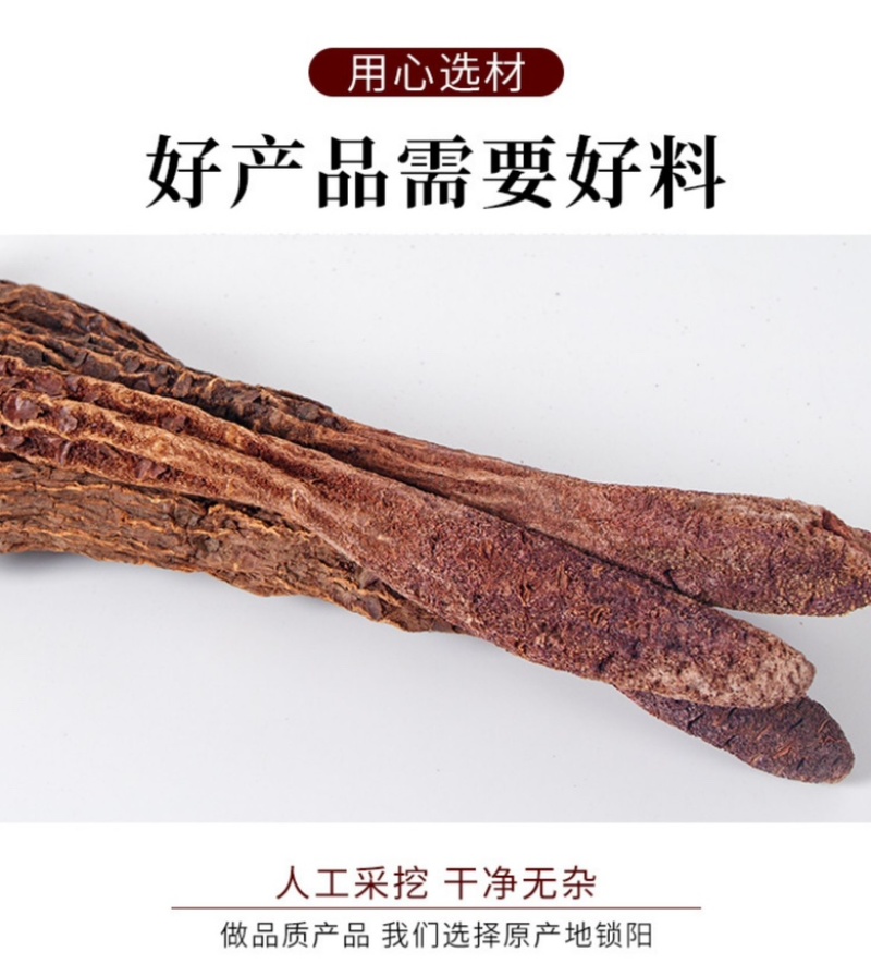 内蒙古阿拉善金锁阳大量上市货源充足