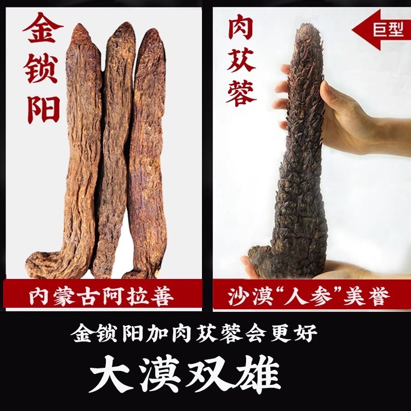 内蒙古阿拉善金锁阳大量上市货源充足