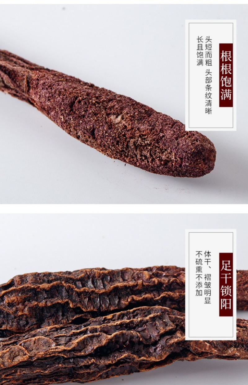 内蒙古阿拉善金锁阳大量上市货源充足