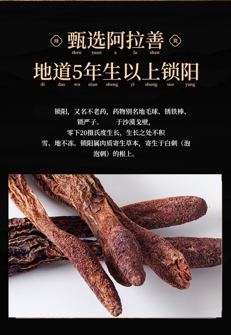 内蒙古阿拉善金锁阳大量上市货源充足