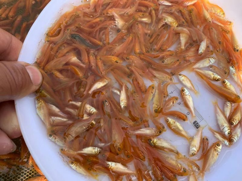 【观赏鱼】鲤鱼苗红鲤鱼苗金丝红鲤鱼颜色鲜艳放生鱼苗